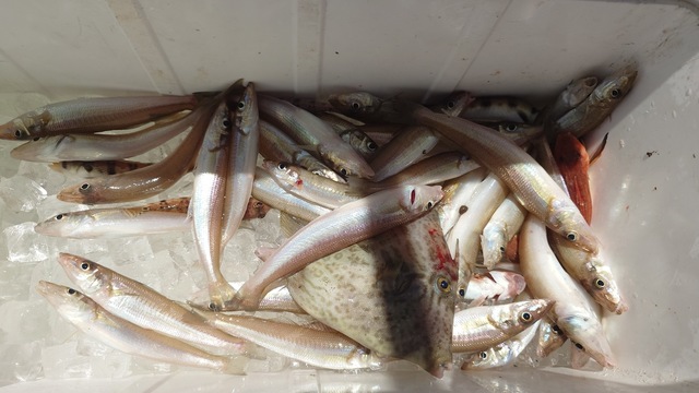 キス(シロギス)