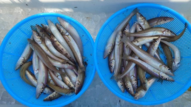 キス(シロギス)