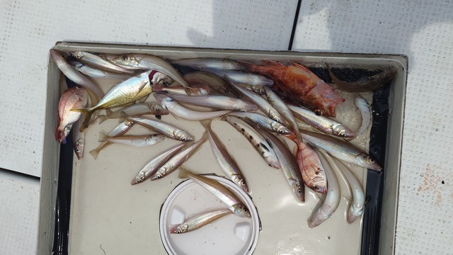 キス(シロギス)