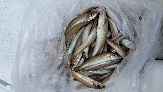 キス(シロギス)