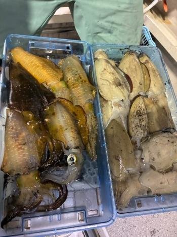 アオリイカ・コウイカ