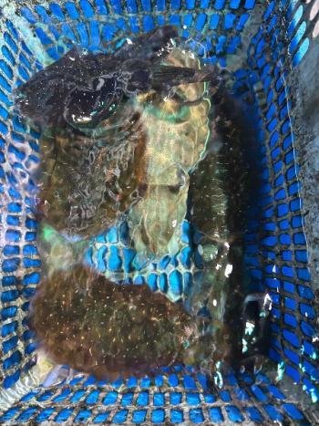 アオリイカ・コウイカ