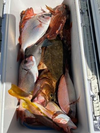 マダイ・チダイ・キジハタ・カサゴ・ヒラメ