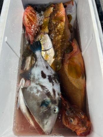 チダイ・キジハタ・カサゴ・ウマヅラ(ウマヅラハギ)