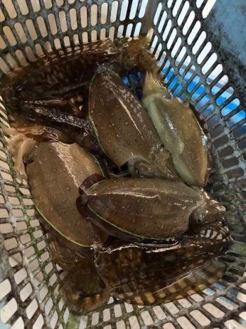 アオリイカ・コウイカ