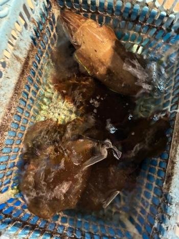 アオリイカ・コウイカ