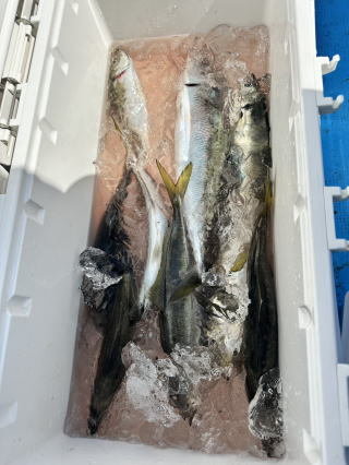 アジ(マアジ)・サバ(ゴマサバ)