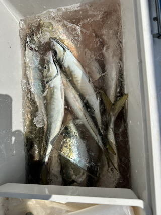 アジ(マアジ)・サバ(ゴマサバ)