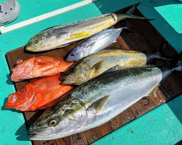 ワラサ(ブリ)・サンパク(ブリ)・ヒレナガカンパチ・シイラ・チカメキントキ・ウッカリカサゴ