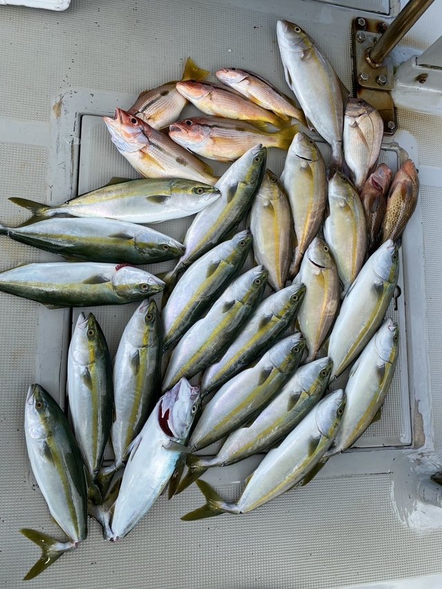 オオモンハタ・ツバス(ブリ)・ハマチ(ブリ)・シオ(カンパチ)・ヨコスジフエダイ