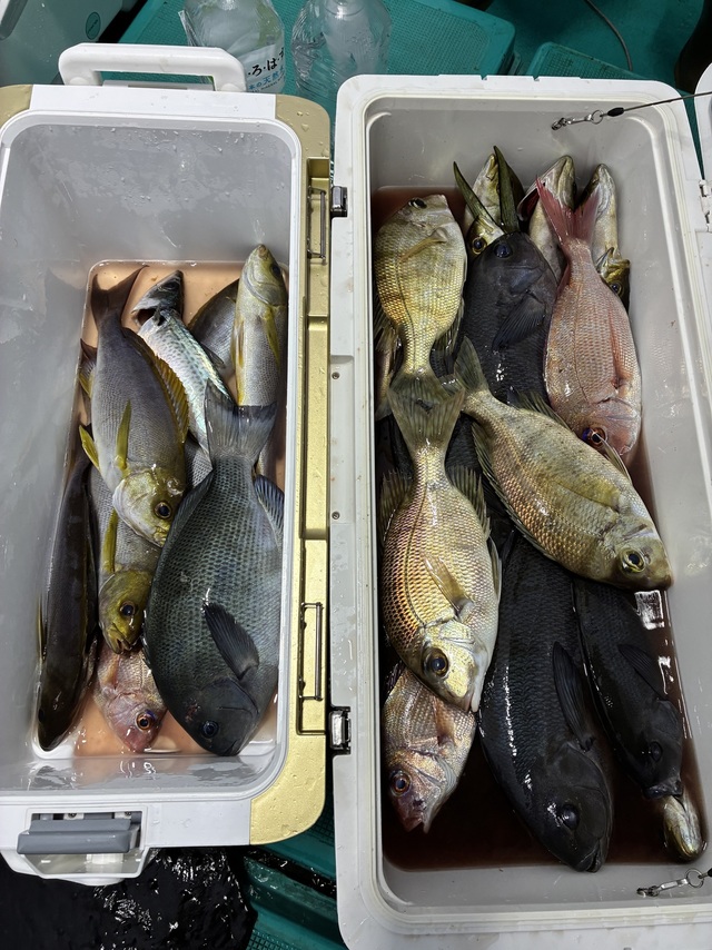 マダイ・グレ(メジナ)・メイチダイ