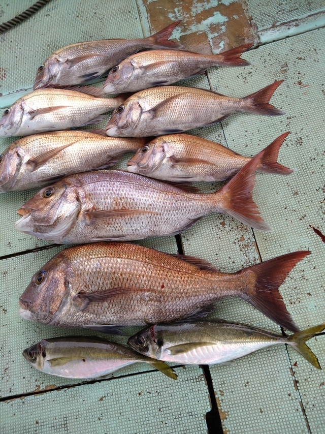 タイ(マダイ)・アジ(マアジ)