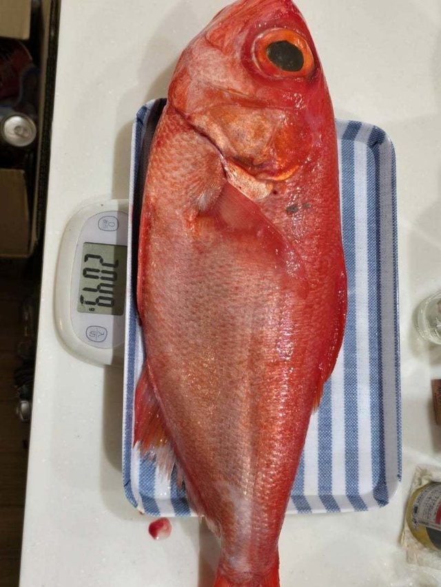 ハチジョウアカムツ