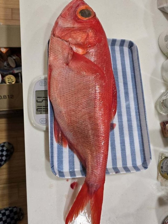 ハチジョウアカムツ