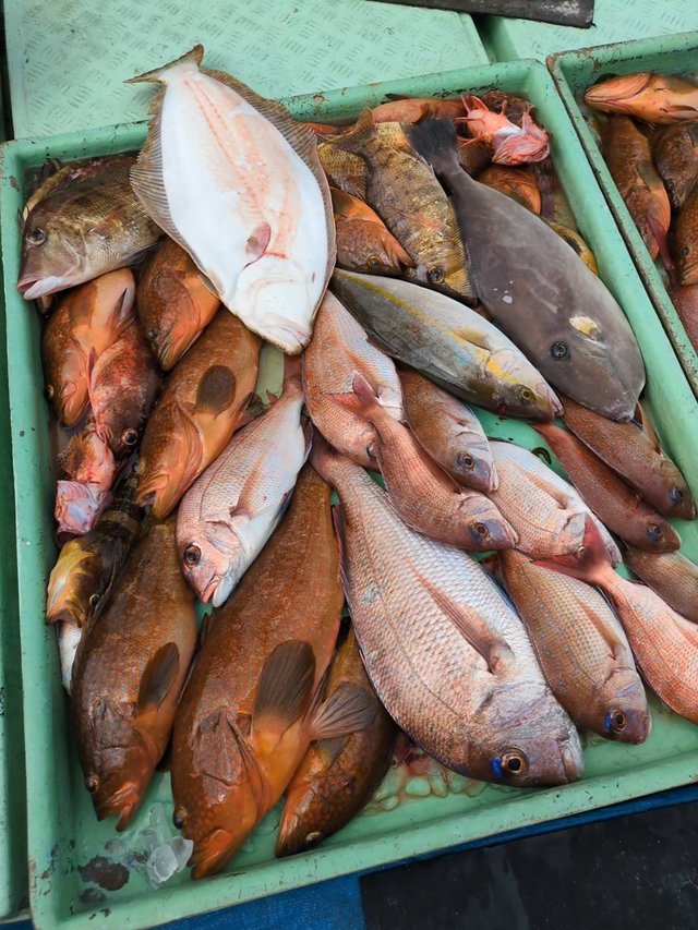 マダイ・アオナ(アオハタ)・アコウ(キジハタ)・ヒラメ・ウマヅラハギ・ネリゴ(カンパチ)