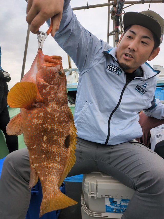 アコウ(キジハタ)