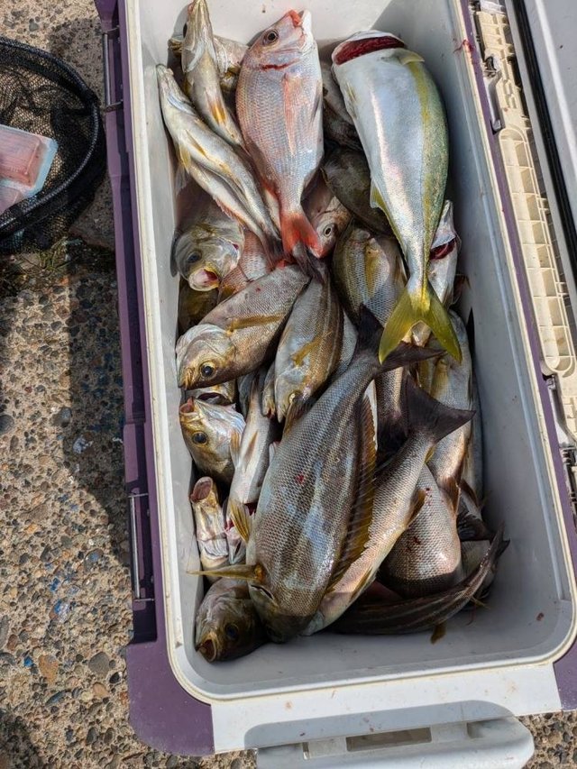 ハナダイ(チダイ)・イナダ(ブリ)・イサキ