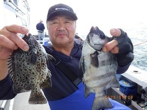 サンバソー(イシダイ)・イシガキダイ
