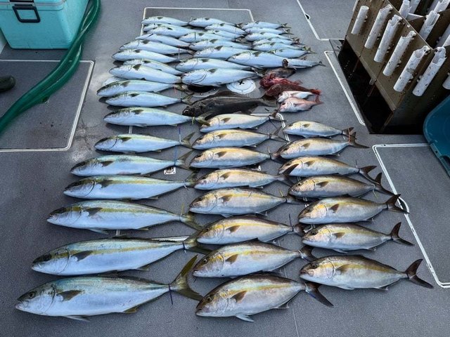 マダイ・カンパチ・ホウボウ・ヒラメ