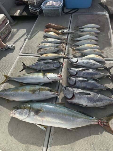 ハマチ(ブリ)・ヒラマサ