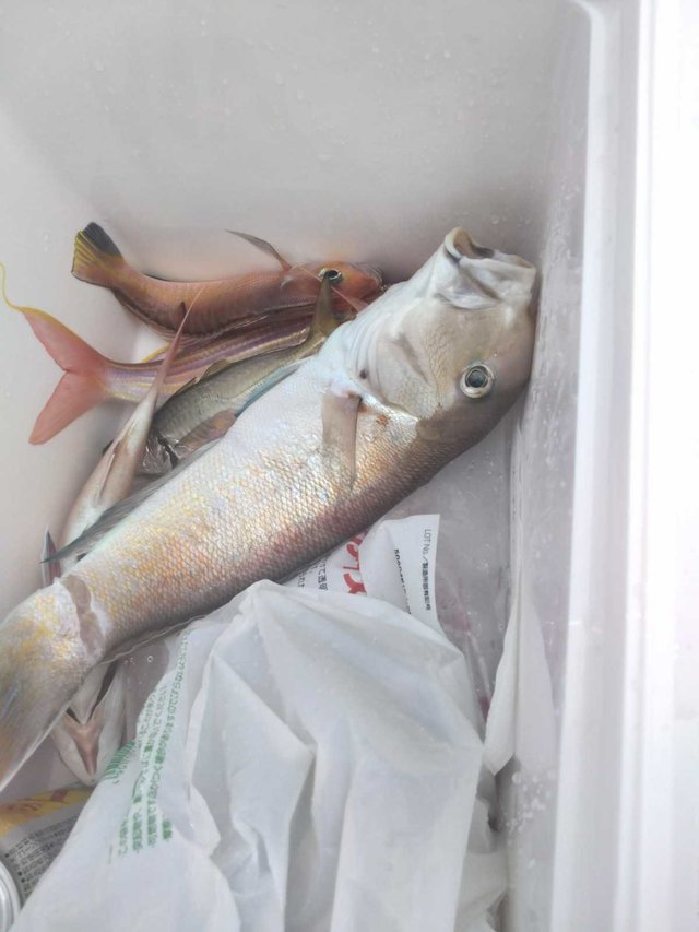 アジ(マアジ)・アカアマダイ・シロアマダイ・イトヨリ(イトヨリダイ)