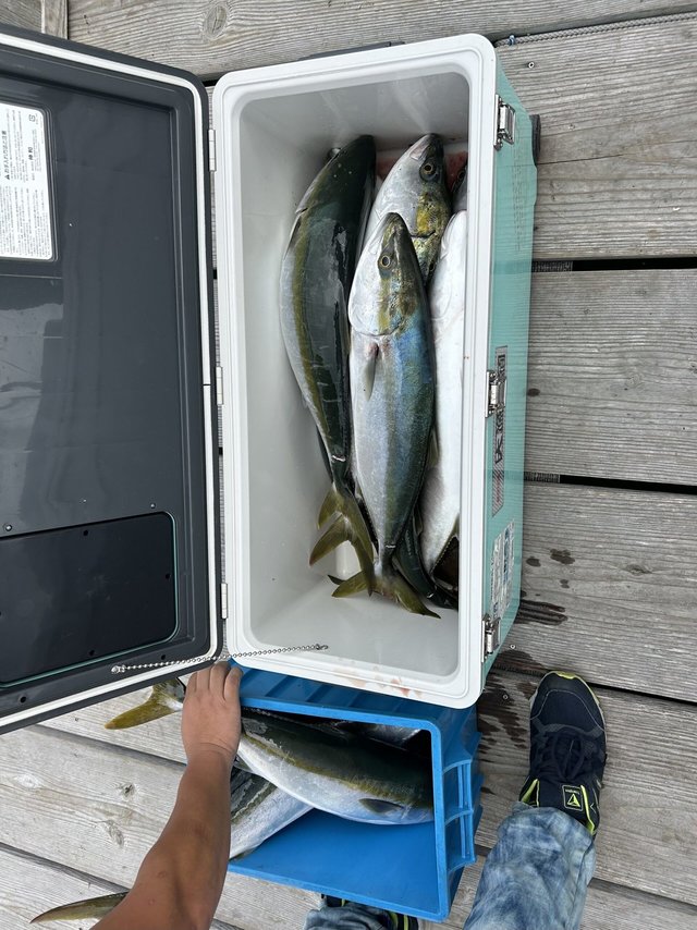 ハマチ(ブリ)・メジロ(ブリ)