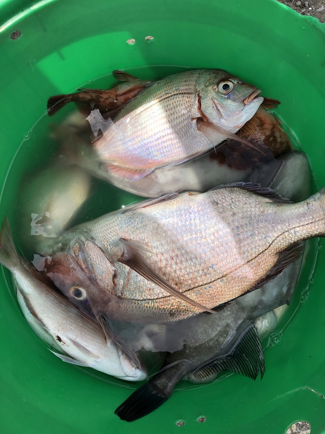 ハナダイ(チダイ)・アジ(マアジ)