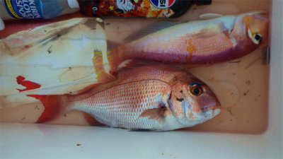 マダイ・アマダイ(アカアマダイ)