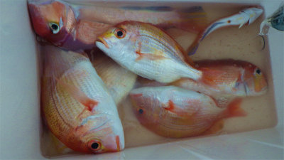 レンコダイ(キダイ)・アマダイ(アカアマダイ)