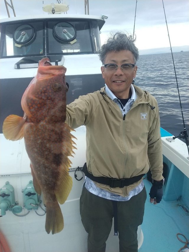 アコウ(キジハタ)