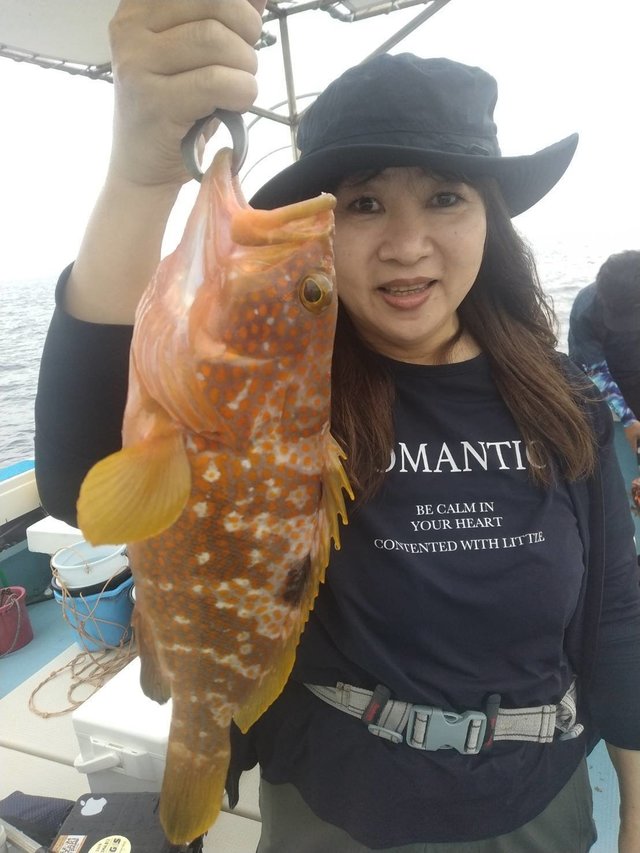 アコウ(キジハタ)