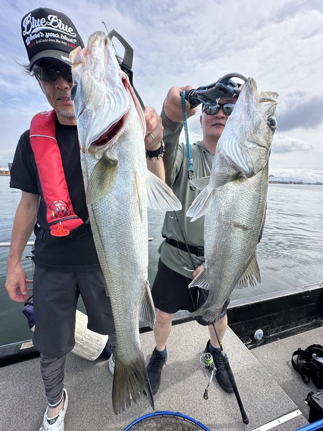 シーバス(スズキ)