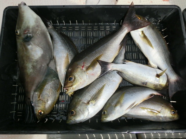 イサキ・ウマヅラ(ウマヅラハギ)