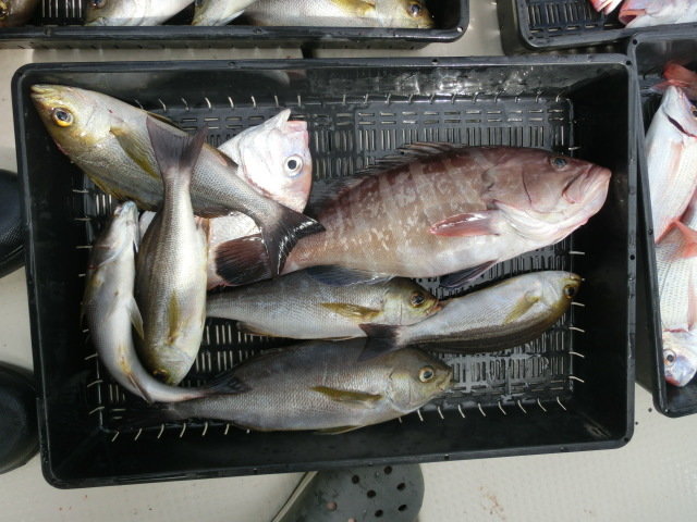 マダイ・マハタ・イサキ