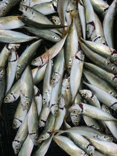 アジ(マアジ)