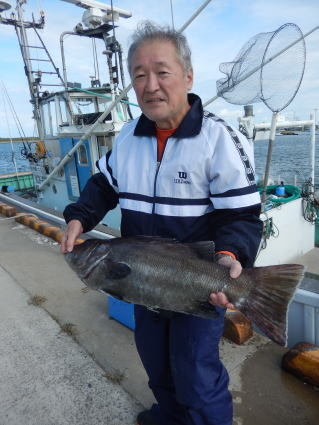 イシナギ(オオクチイシナギ)