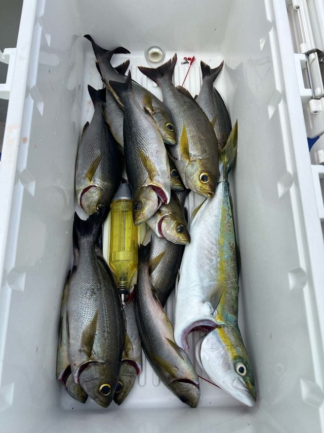 イナダ(ブリ)・イサキ