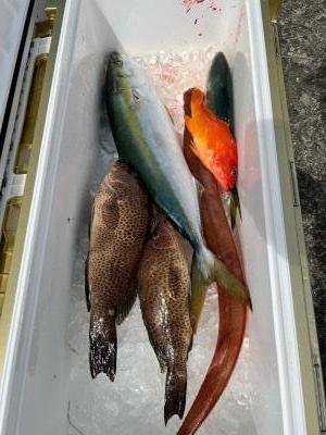 アカハタ・オオモンハタ・メジロ(ブリ)・アカヤガラ