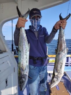 サゴシ(サワラ)