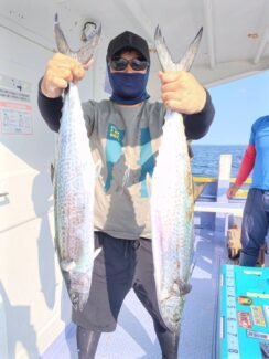 サゴシ(サワラ)