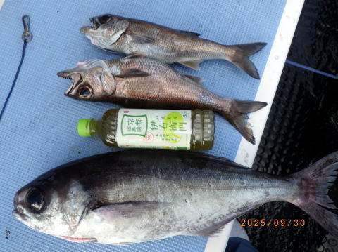 クロムツ・メダイ