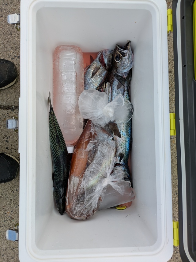 クロムツ・スルメイカ