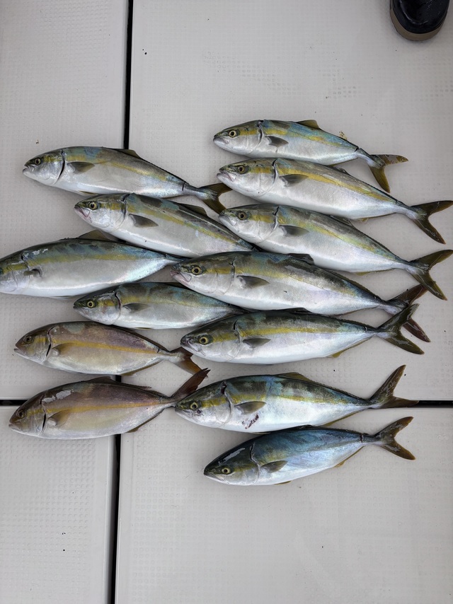 ハマチ(ブリ)・シオ(カンパチ)