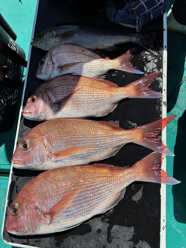 マダイ・チダイ