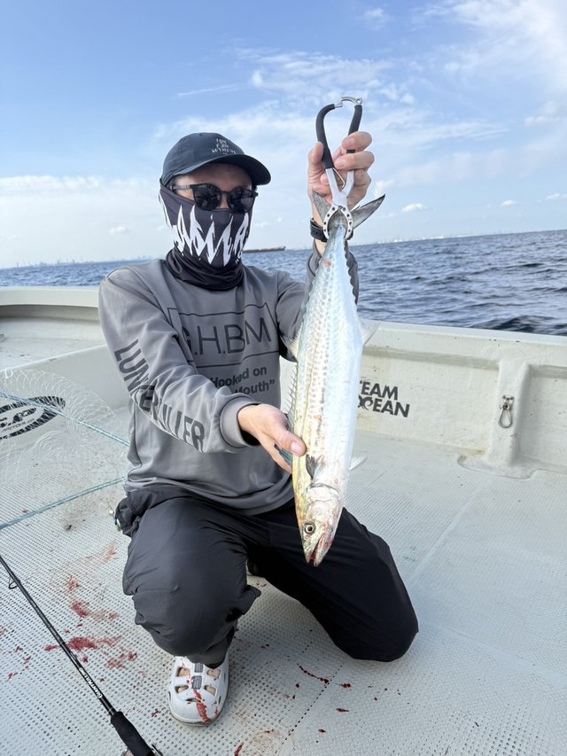 サゴシ(サワラ)