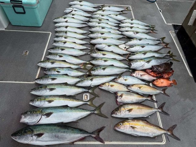 マダイ・マハタ・ハマチ(ブリ)・カンパチ・チカメキントキ