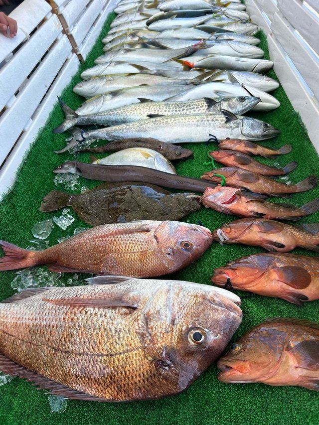 マダイ・キジハタ・ハマチ(ブリ)・サワラ・ヒラメ