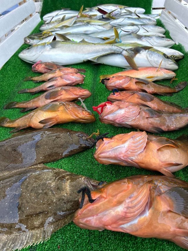 キジハタ・ハマチ(ブリ)・ヒラメ