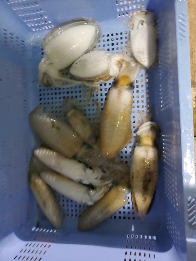 アオリイカ・ハリイカ(コウイカ)