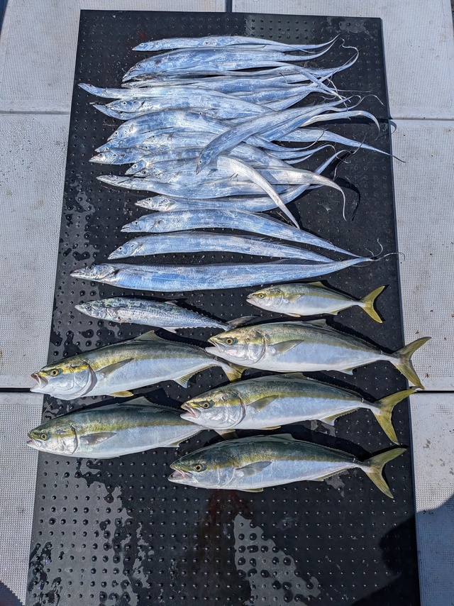 ブリ・タチウオ